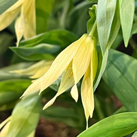 Uvularia grandiflora var. pallida